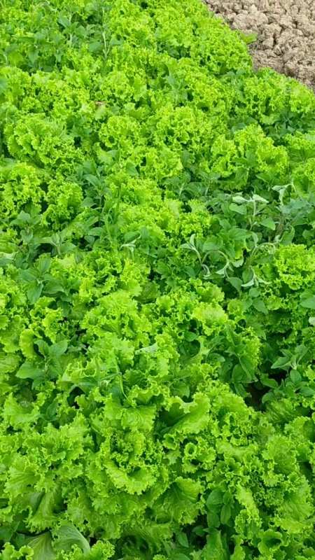 生菜我们又叫鸡窝菜,只要肥水充足,种在生僻地里的品质是最好的-度小