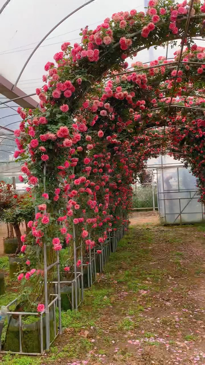 成品拱门月季省心省力