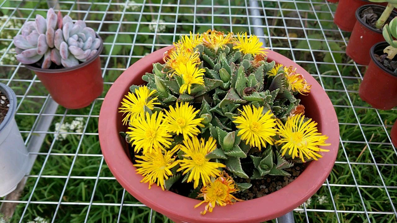 多肉植物,怒涛,最丑的你来最美的花