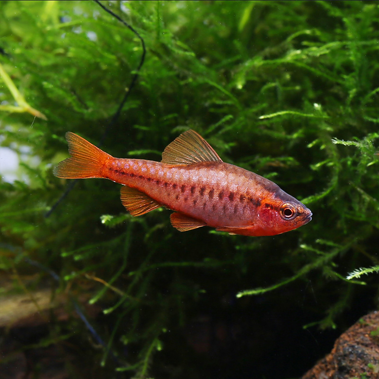 鱼# 樱桃无须魮(学名:puntius titteya)是鲤形目,鲤科,无须魮属鱼类