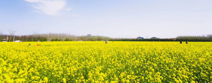 淄博油菜花旅游景点