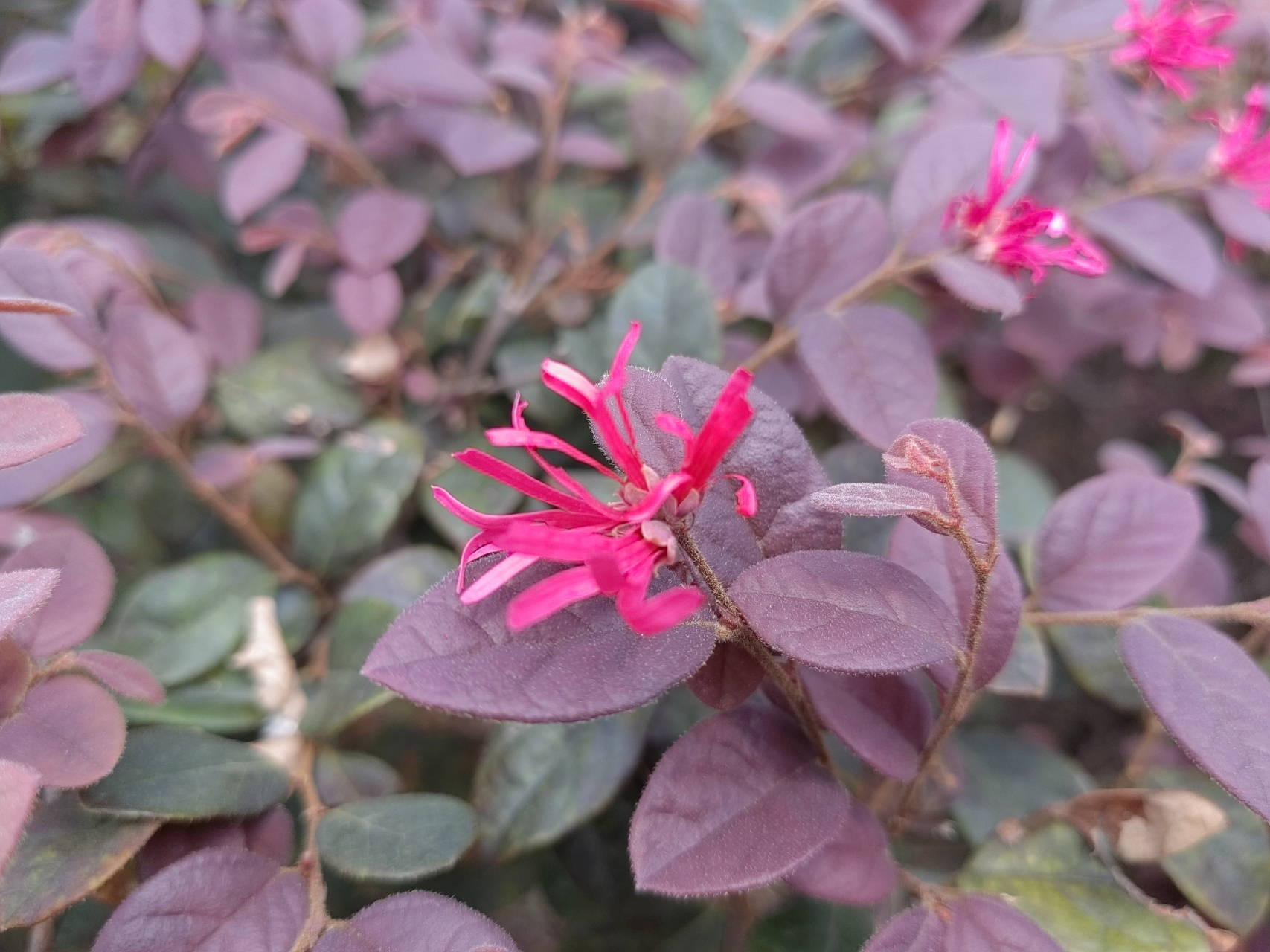 红花檵木因为叶片颜色突出,而让人忘却了它的花朵,很多人都没关注过它