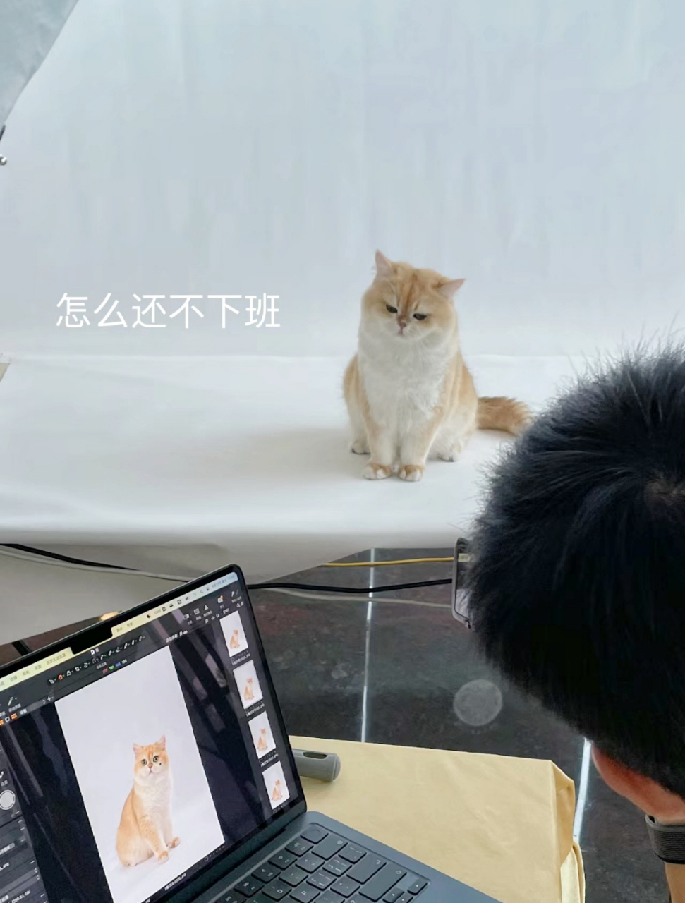 小猫咪:什么照片还要我亲自出门拍?几分钟后,累了,我要下班,哈哈哈哈