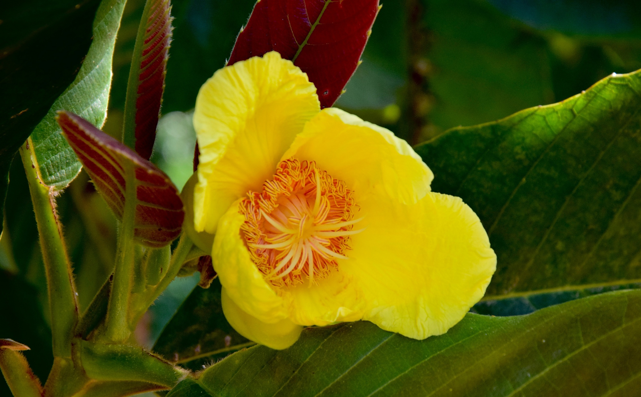 大花第伦桃又名大花五桠果,为第伦桃科第伦桃属植物.