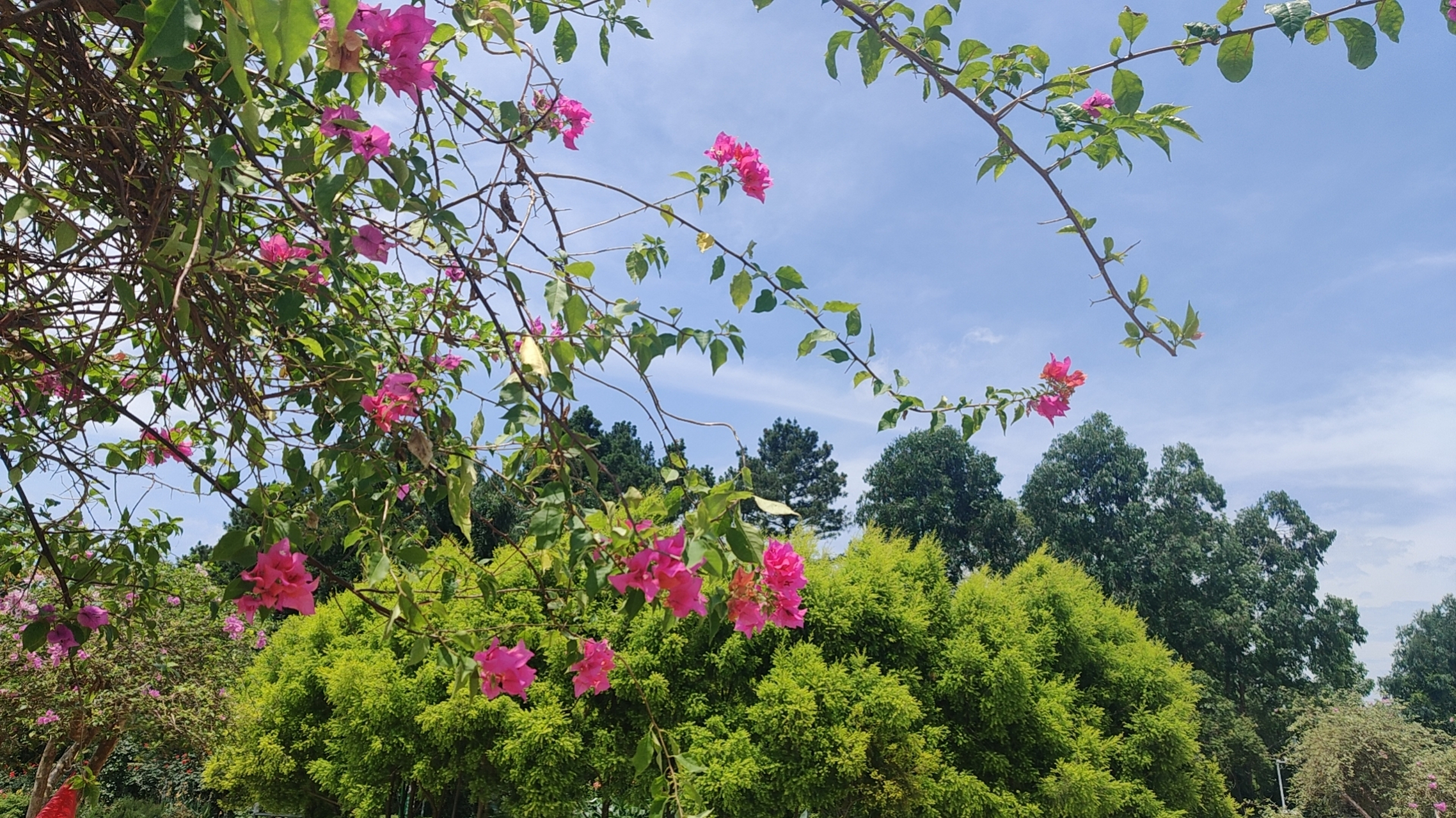 湖南省植物园的"三角梅",在蓝天白云的衬托下,花朵显得格外的红艳艳.