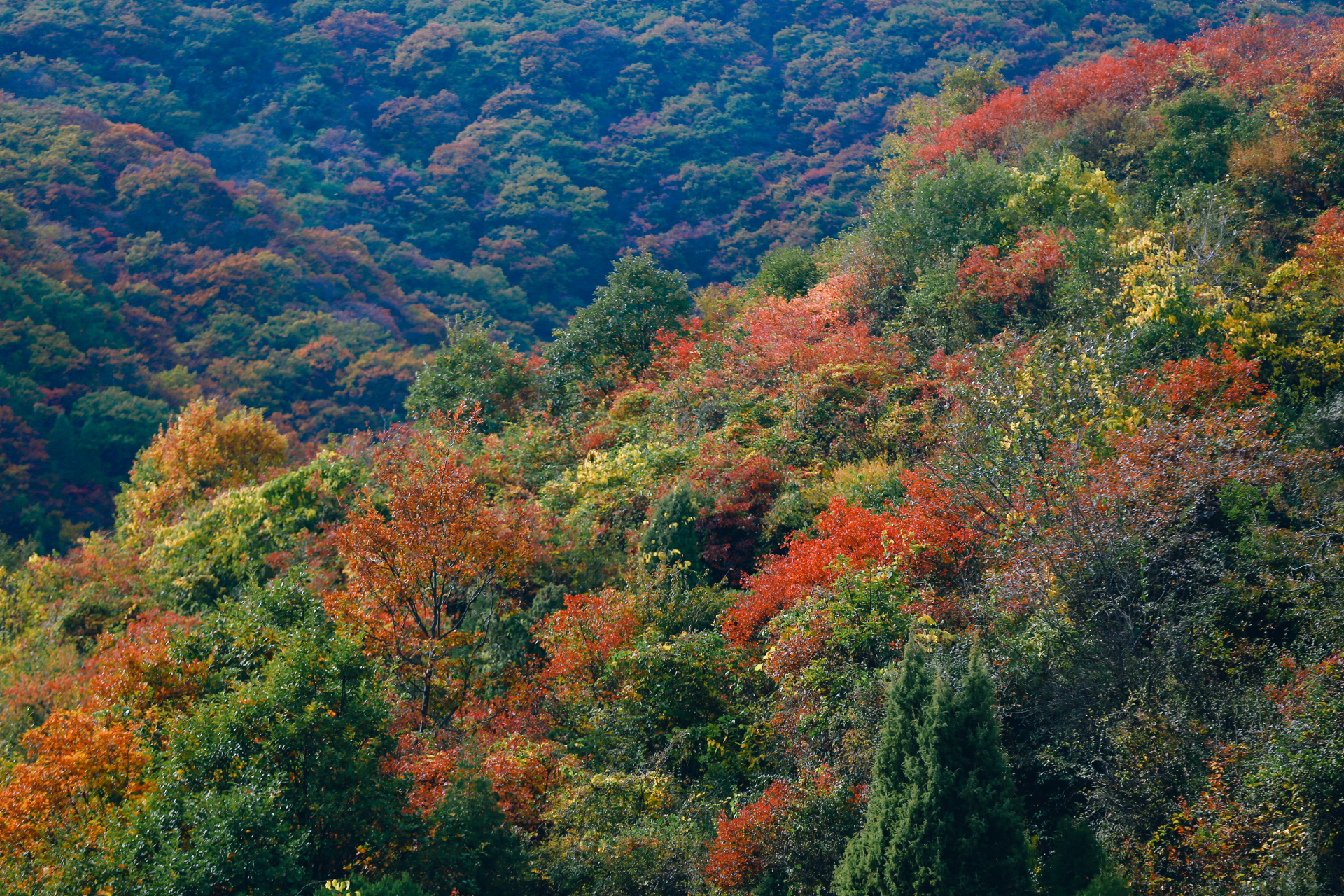 我眼中的秋天# 铜川照金大香山是陕西省首个丹霞地质公园其风景之美