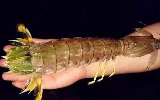 海中拳王螳螂虾,它的拳头有多硬?它出拳的最高速度能达到多少?