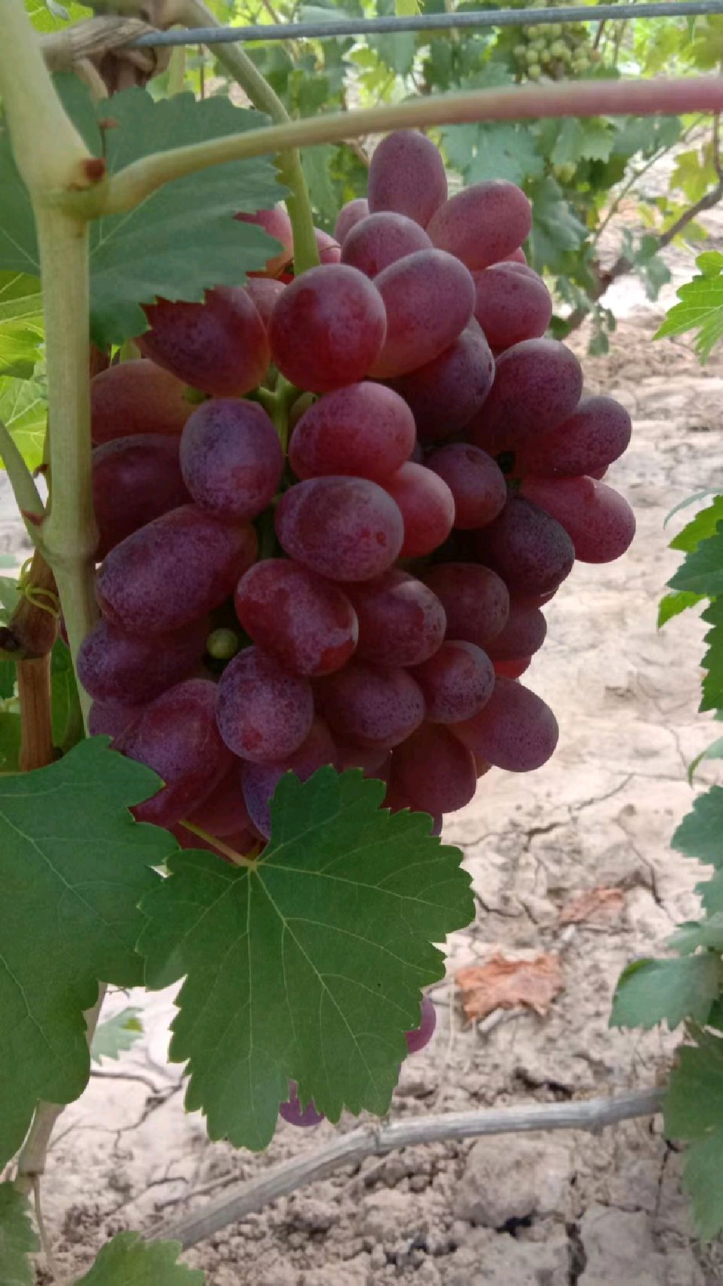 澳洲无核葡萄苗深红无籽葡萄价格大粒高产中晚熟品种