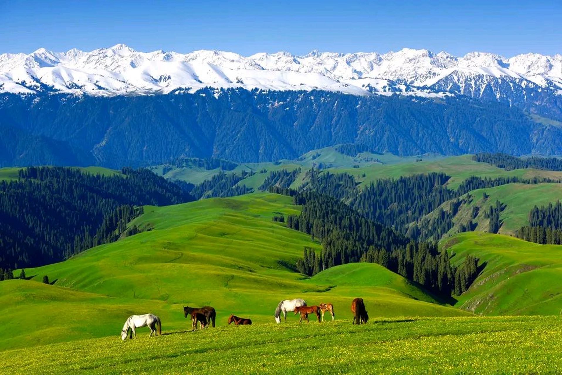 如果我发财了,一定要在伊宁市买一套别墅,享受美好生活.