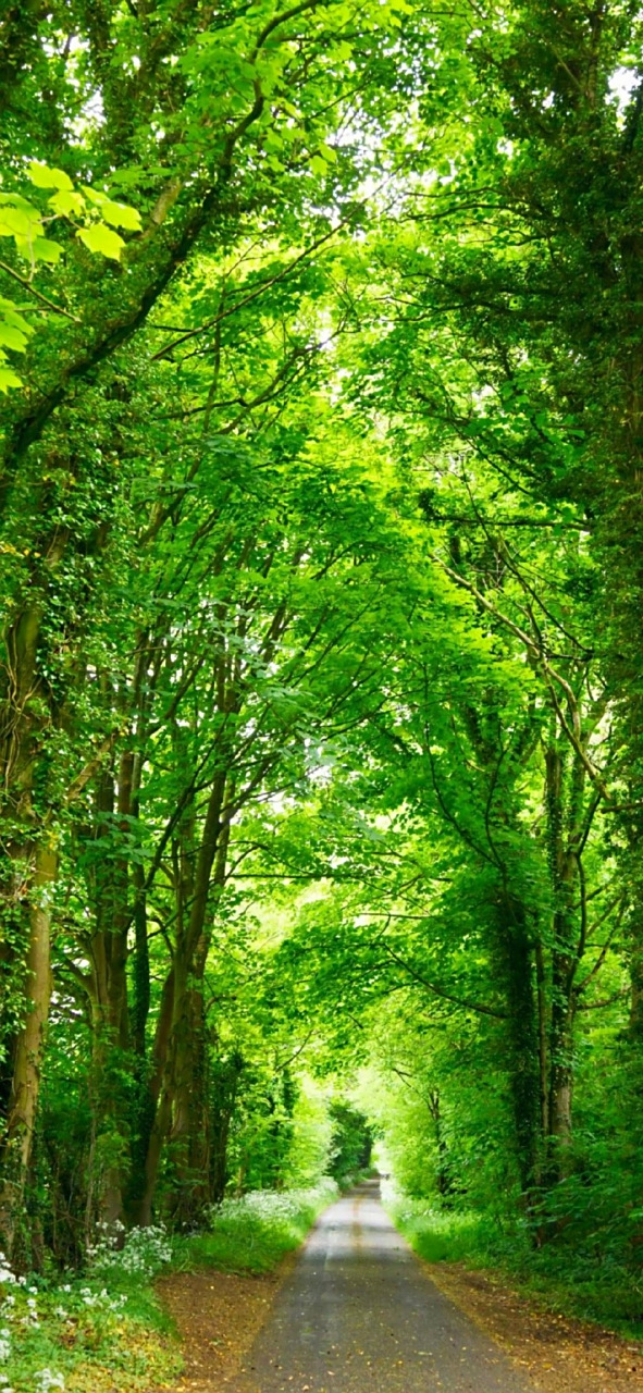 春天 绿色护眼壁纸