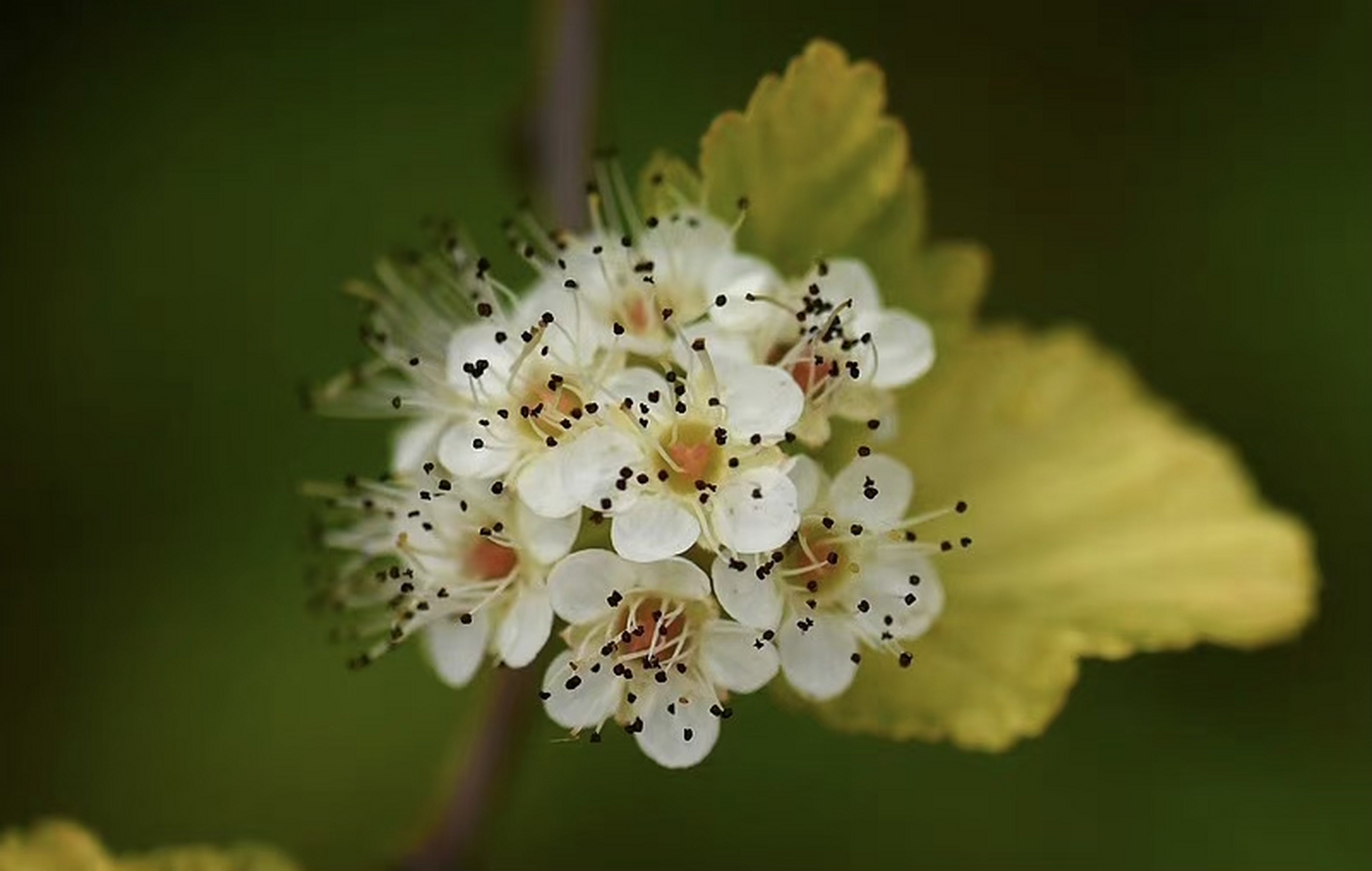 金叶风箱果,没有见过吧?