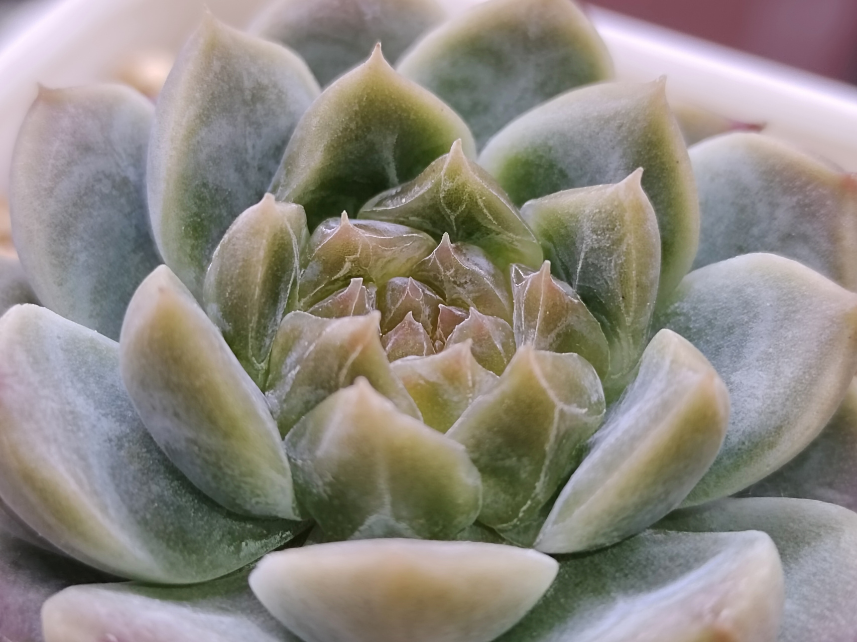 补光灯下的冰魄开始出糖心了,心都开始透起来了#多肉植物