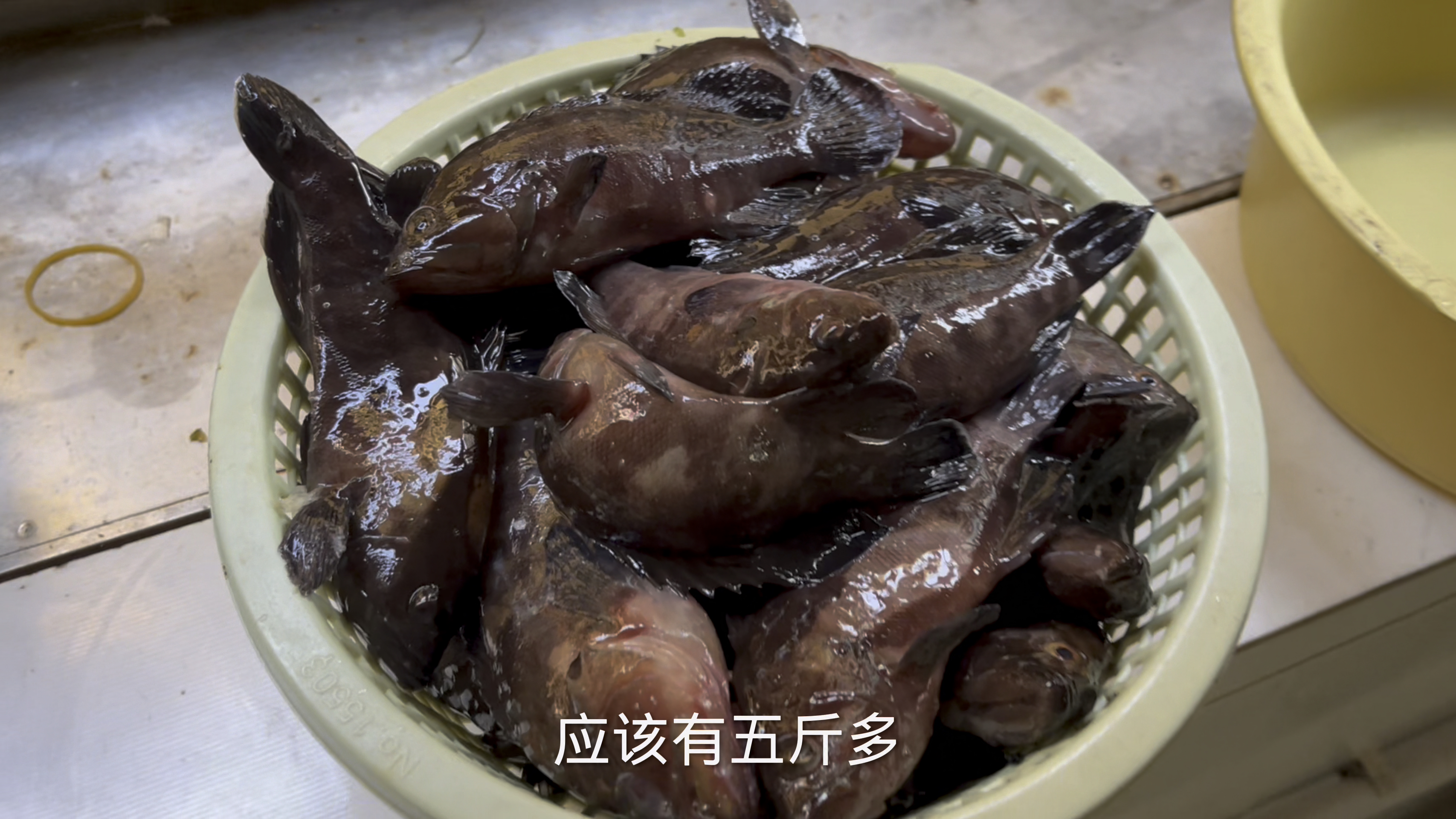 深圳海钓石斑,找对地方原来这么容易,轻轻松松暴箱