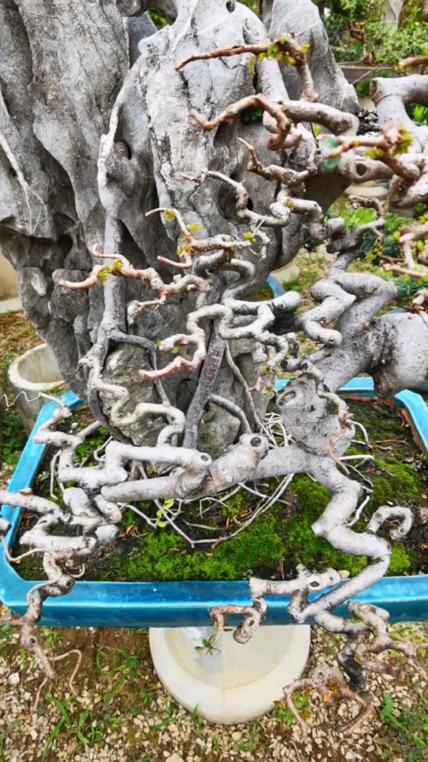 这盆附石榆树绝了,盆景中极少的闪电枝-度小视