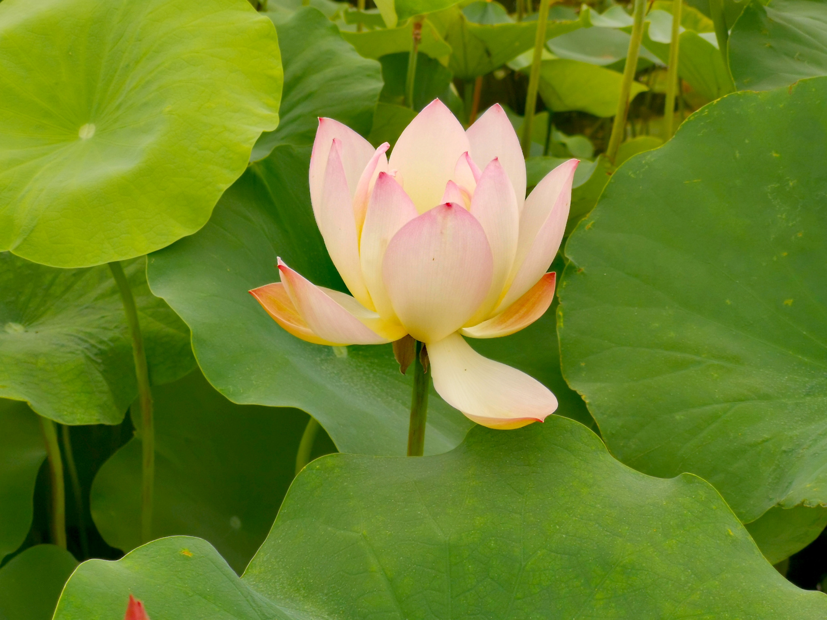 九月动态激励计划# 荷花——唐婉 属大中花群,复瓣类荷花,婉约美.