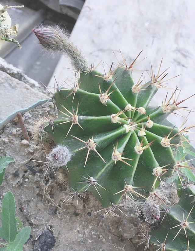 迷茫时,不妨去养一株仙人球,那盛开的花会让你眼前一亮