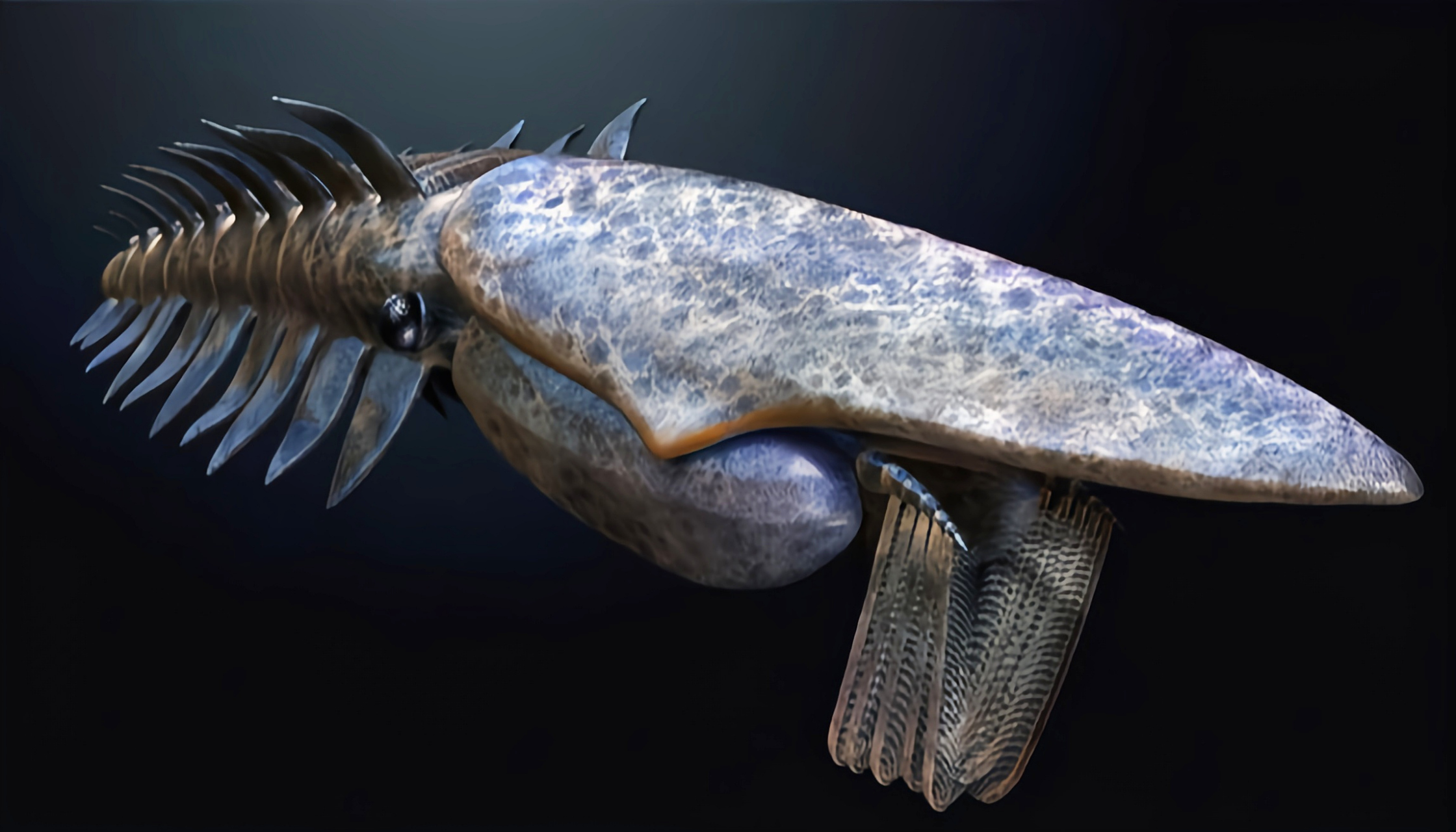 远古生物探秘——海神盔虾 海神盔虾是迄今为止发现的最早的大型滤