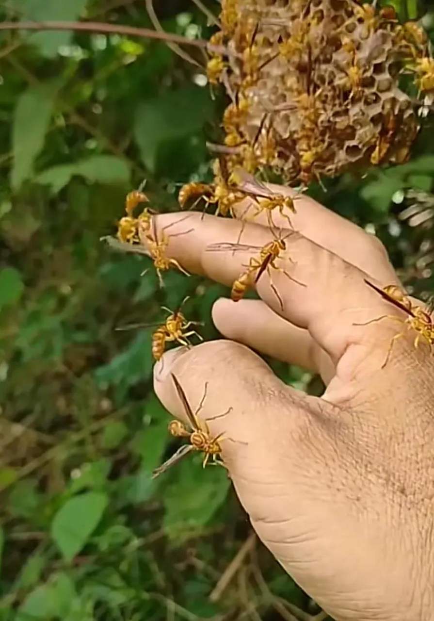 好兄弟说请我吃野生蜂蜜,现在蜜蜂已经被他引出来了,我该怎么办呢?