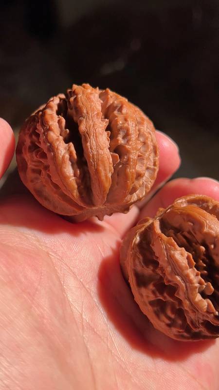 京八棱粗筋霸王龙,这筋才是大自然的味道-度小视