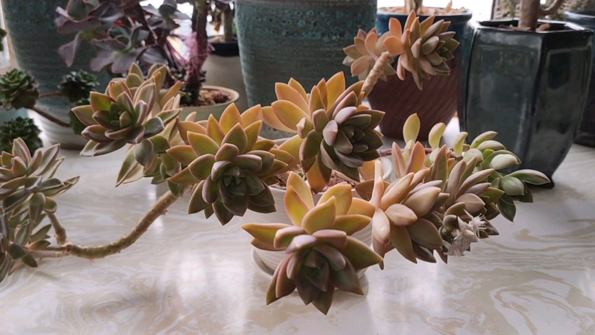 多肉老桩黄丽徒长厉害,网友:徒长也漂亮