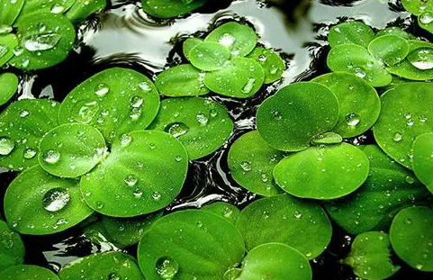 浮萍是什么植物?