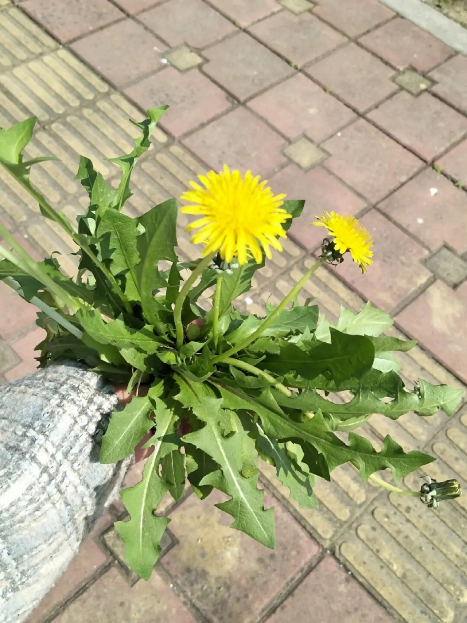 这种草在我们这个地方叫做波波丁,他的另一个名字就叫做蒲公英,是