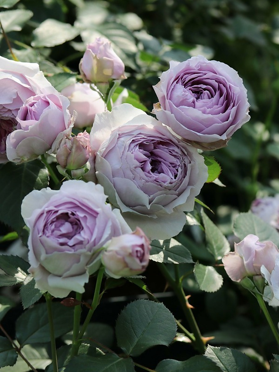 【木村月季 丽拉】适合新手种植的蓝紫色月季[鲜花] ①花色漂亮:自带