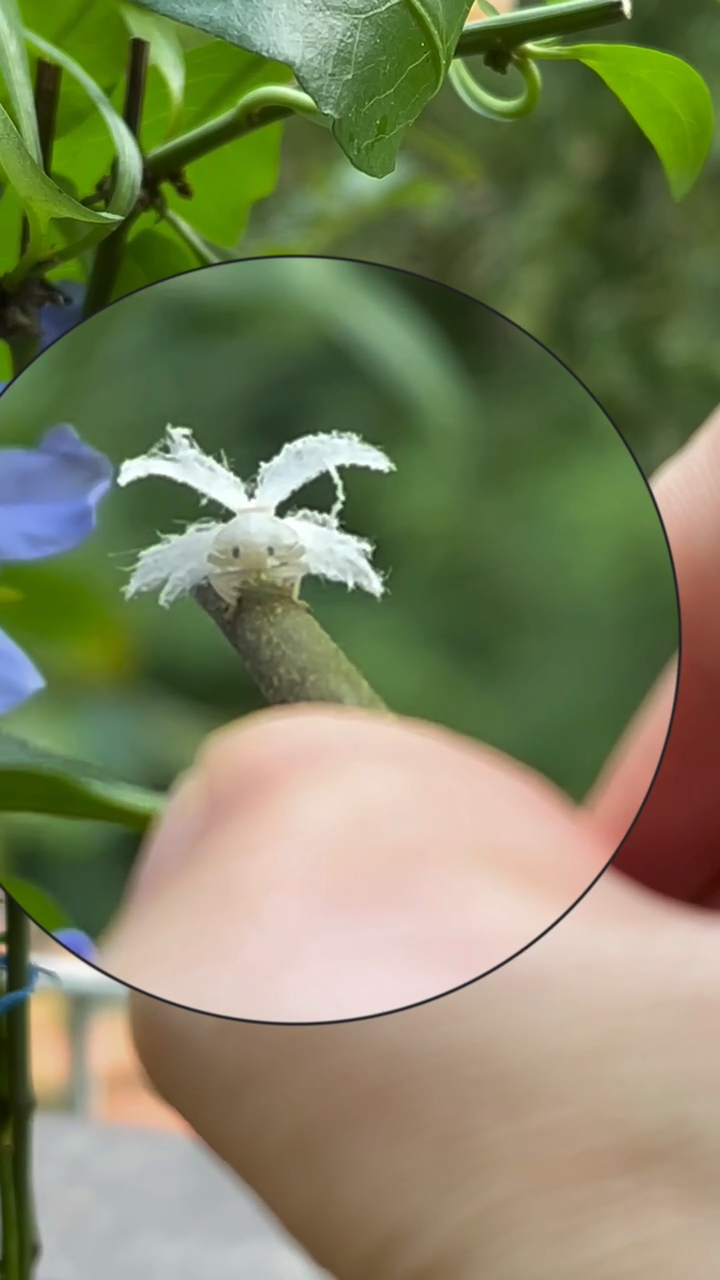 活捉一只昆虫界的孔雀——广翅蜡蝉若虫,虽然长得漂亮,但却是害虫