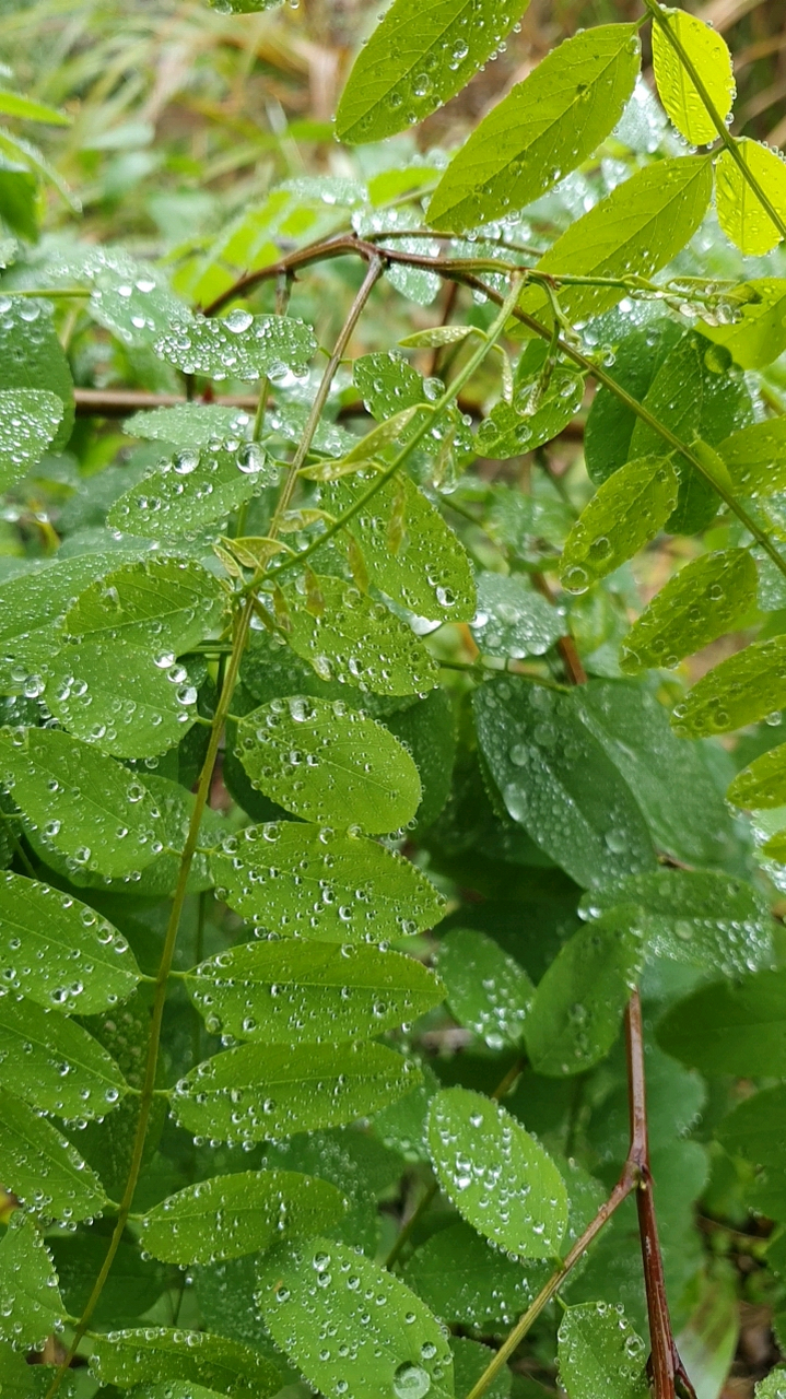 雨后的绿树叶