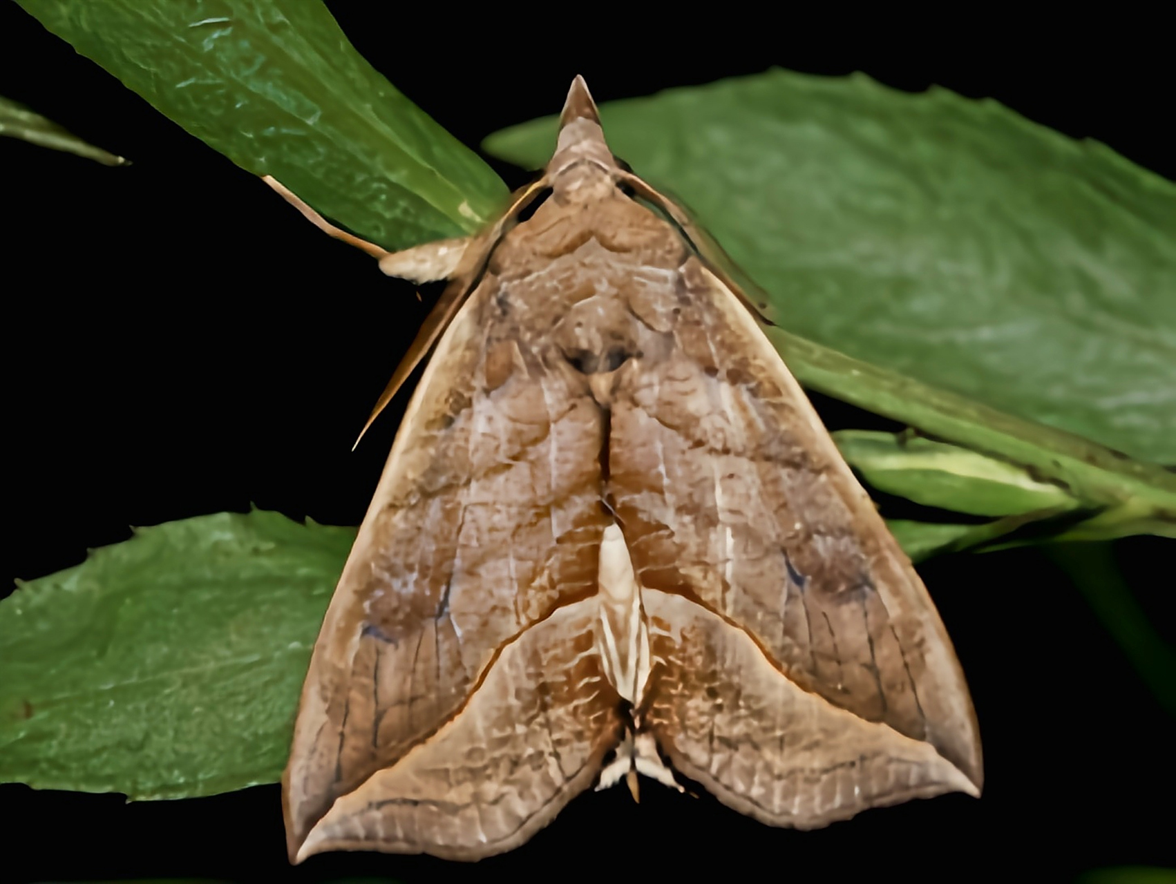 每天认识一种昆虫——吸血蛾 吸血蛾又名吸血飞蛾,是鳞翅目,夜蛾科