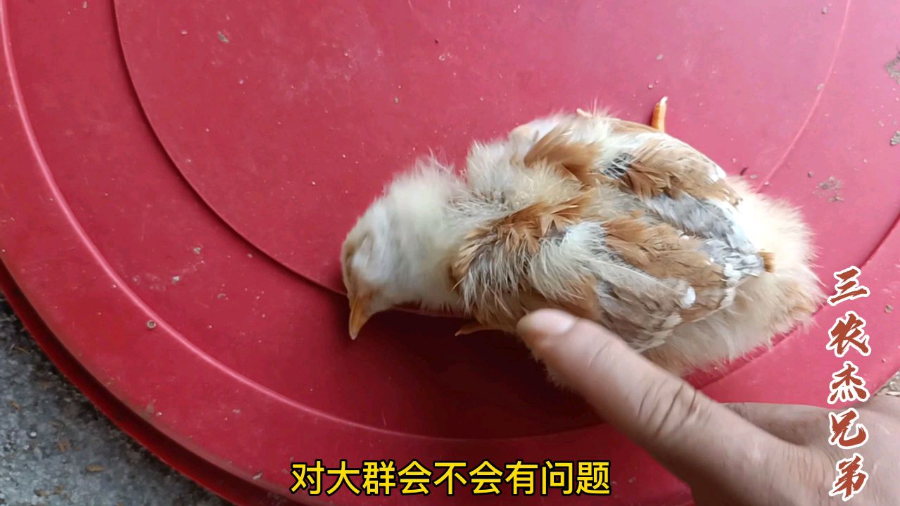 养鸡出现这种情况,是鸡瘟吗?对大群有没有影响?