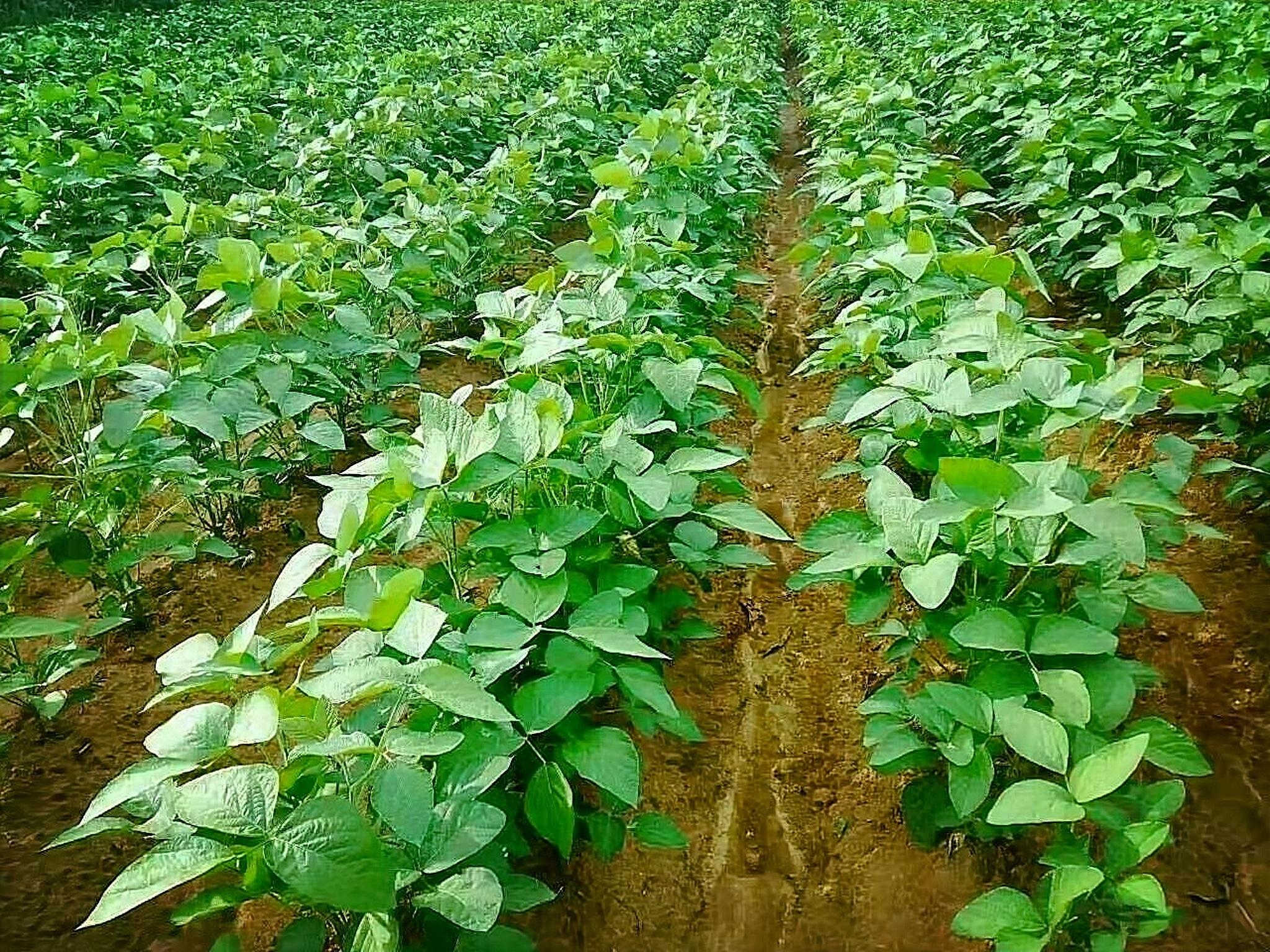 黑豆高产的种植方法