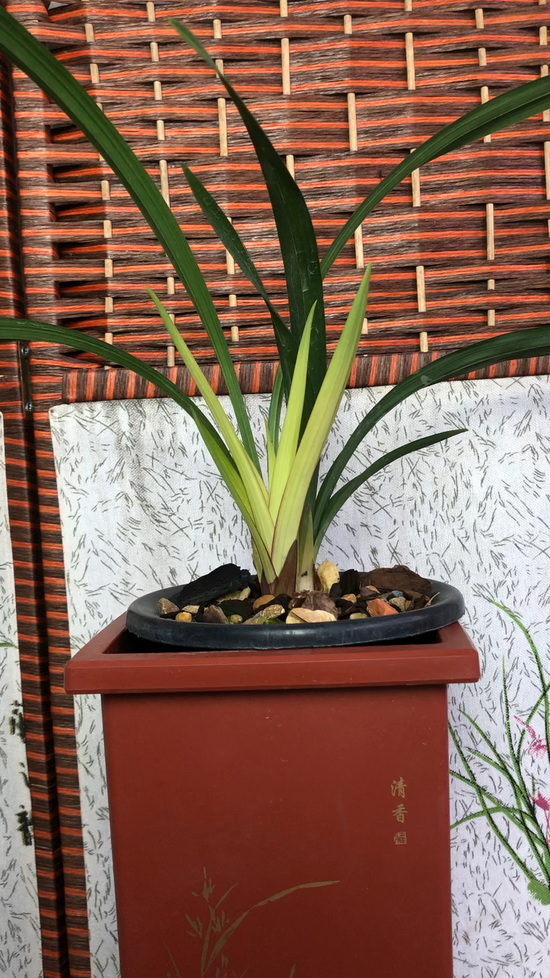 建兰浓香型红色荷瓣东方红荷