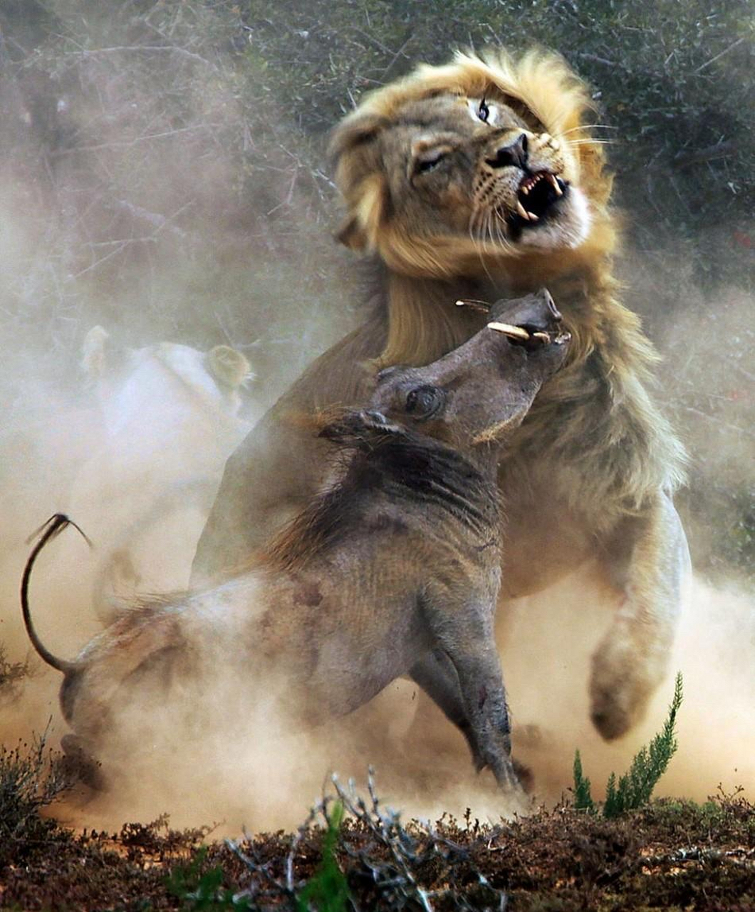 弱肉强食的大自然# "弱肉强食,适者生存"是描述自然界中生物间竞争