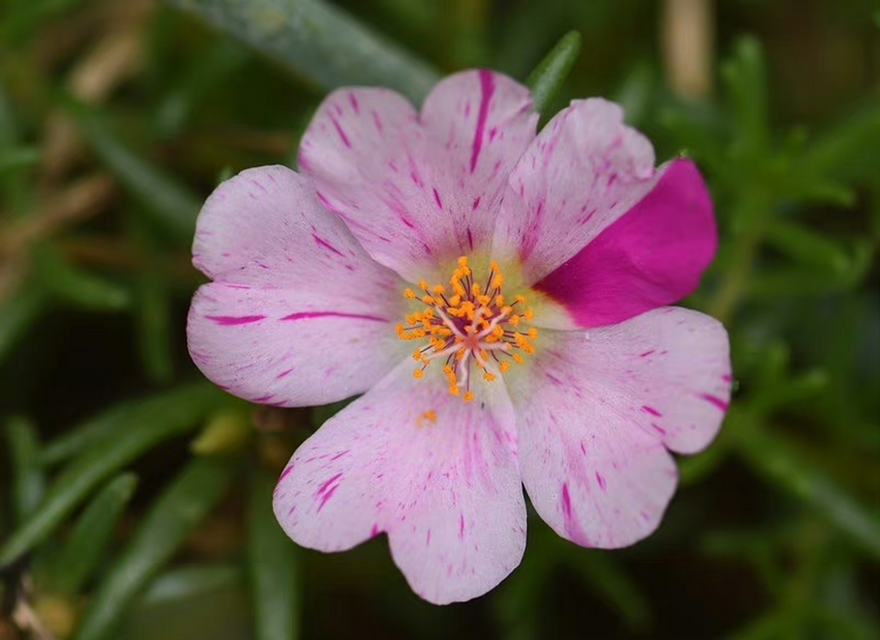 大花马齿苋(portulaca grandiflora),马齿苋科马齿苋属.摄于山东烟台.