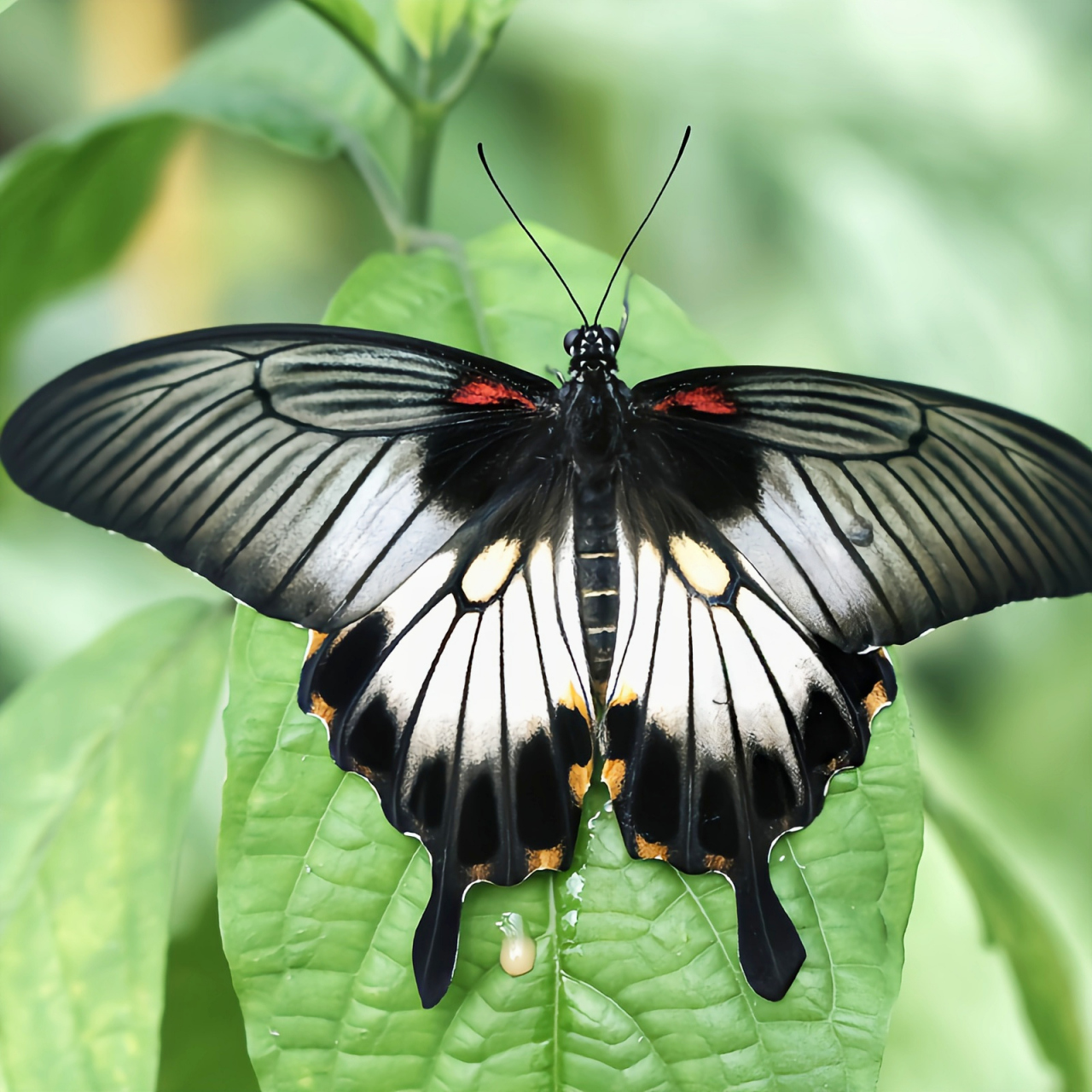 美凤蝶又名多型美凤蝶,多型蓝凤蝶是鳞翅目,凤蝶科,凤蝶属昆虫,原产于