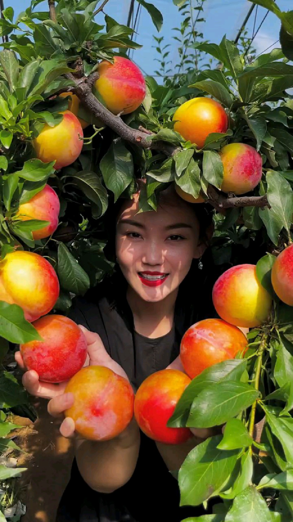 大红袍李子苗单果半斤产量高口感甜适合南北方种植