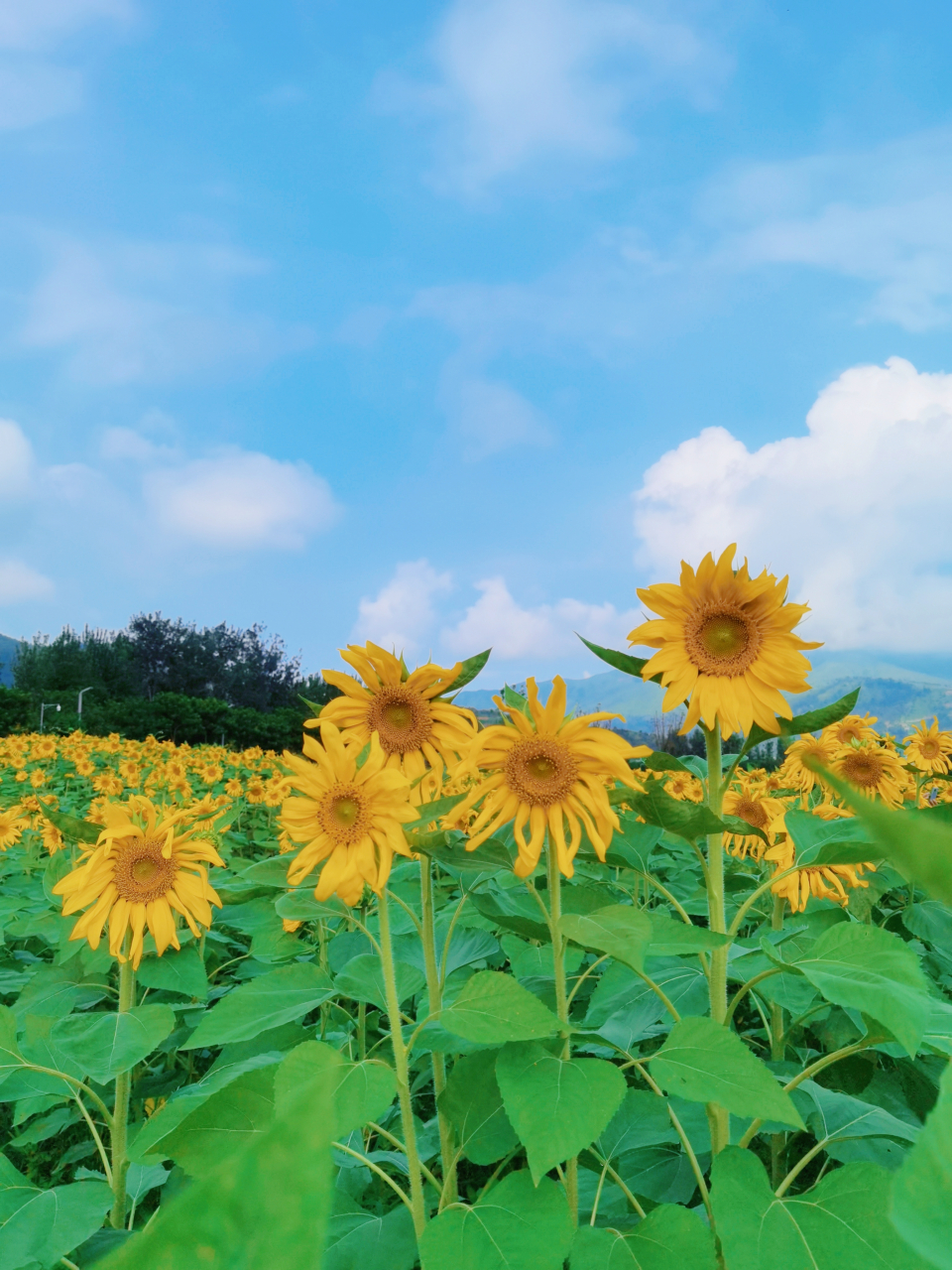 记录生活的每一天 向日葵的花语:阳光开朗,积极向上97