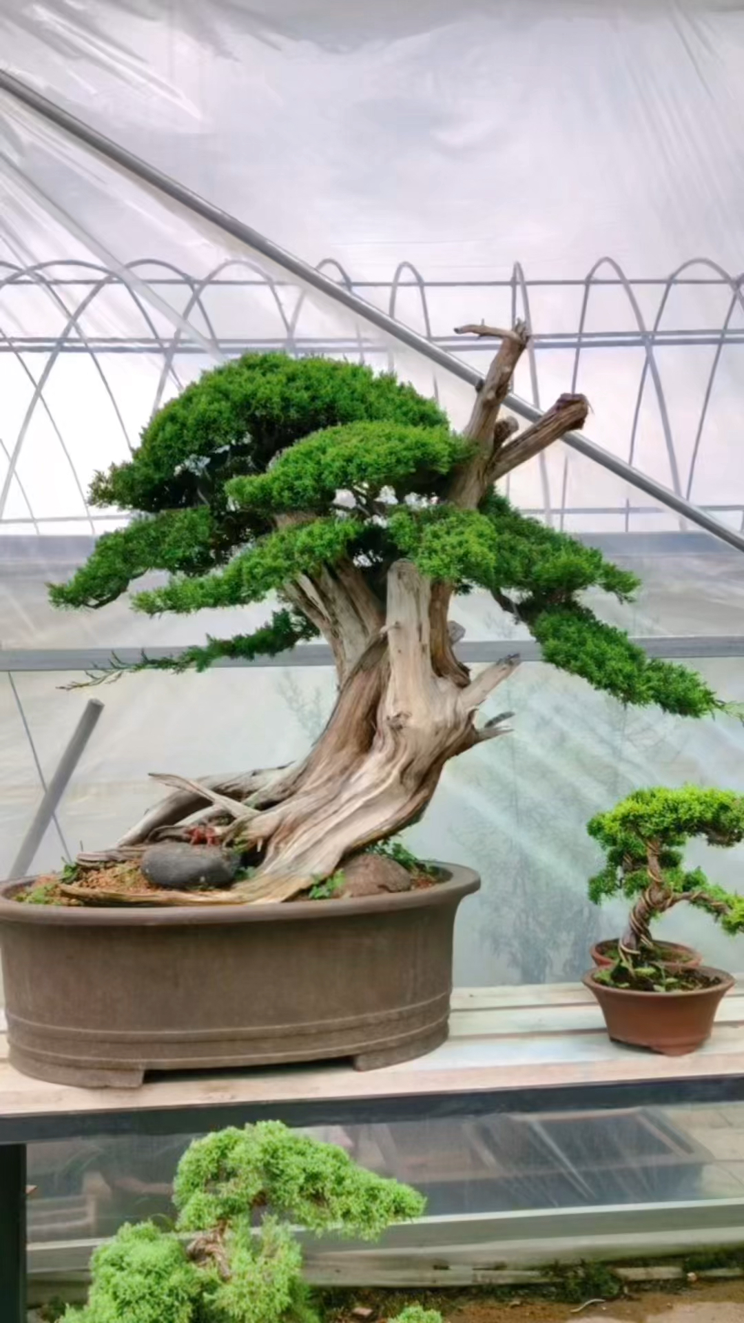 这样的红皮白骨苍劲有力真柏盆景您爱了吗爱了关注一下吧