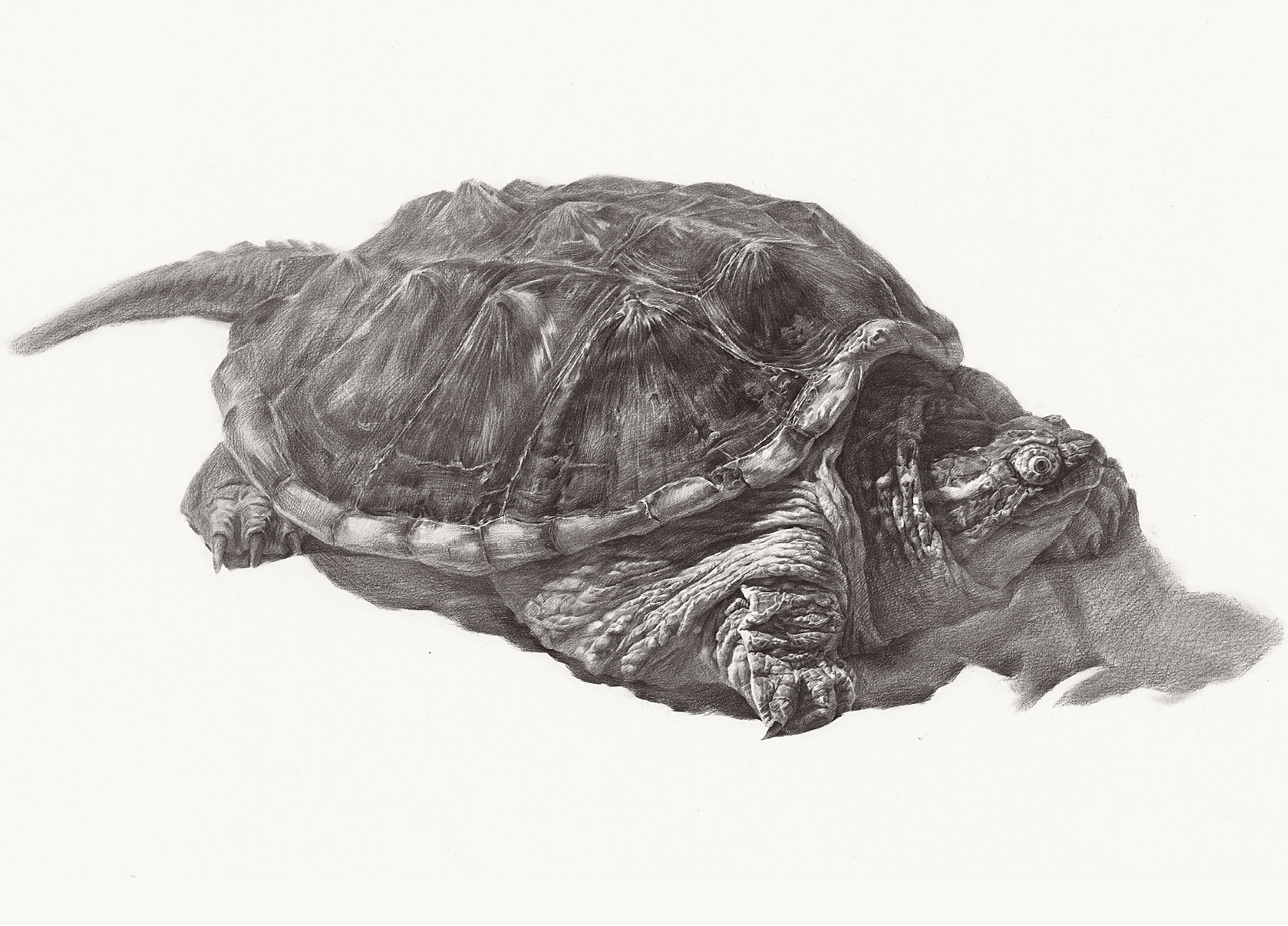 画精微素描除了锻炼一个人的造型能力,还有其耐心,已经对物体的深入