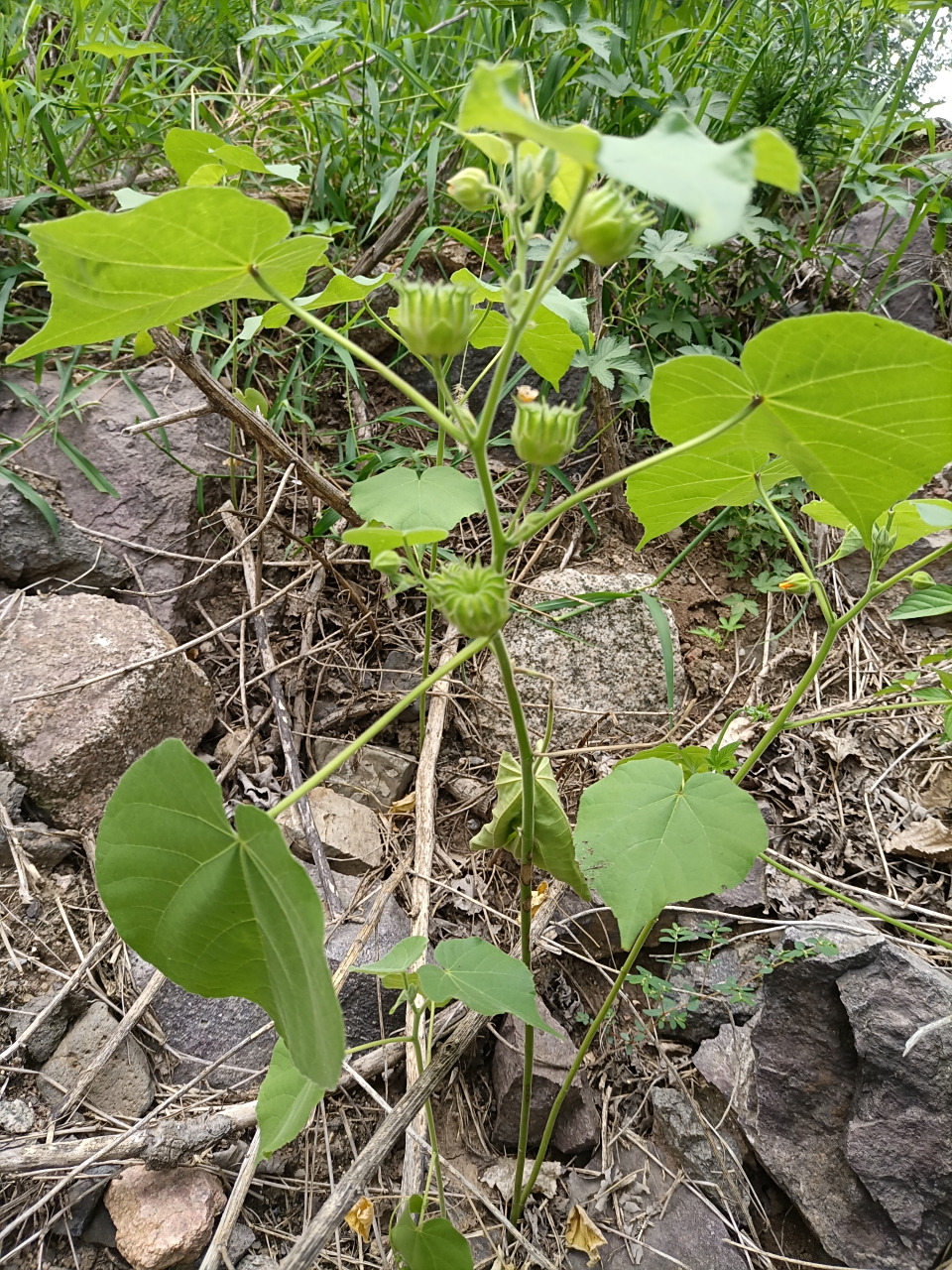 麻包 在田野里 发现了你 记得你的名字 叫麻包 摘了一个 放到嘴里