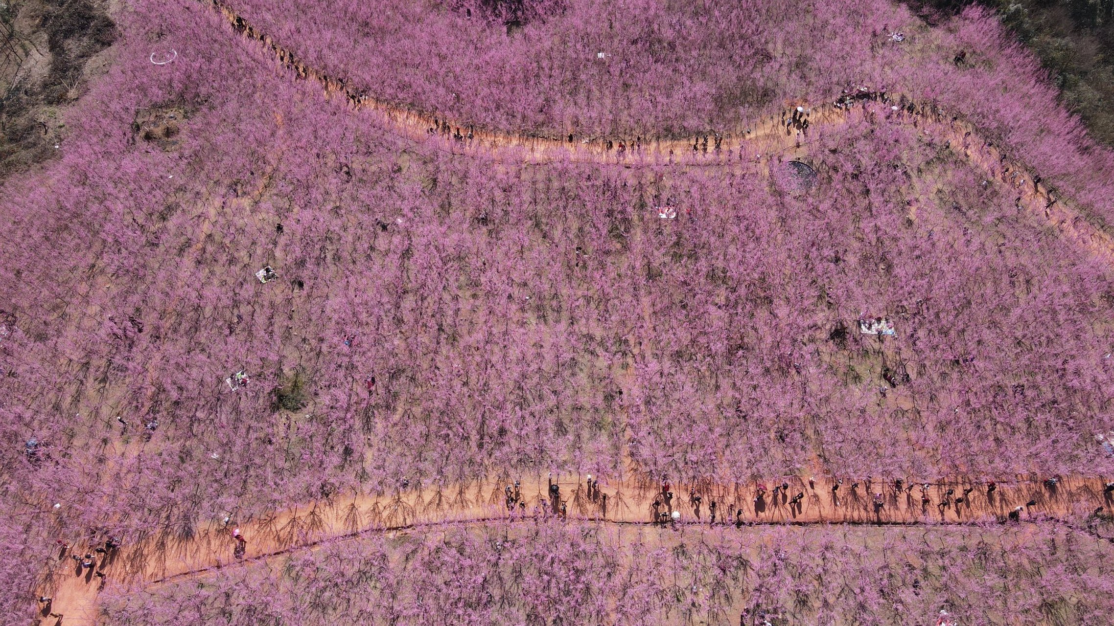 成都市重慶路的一處山頭上,開滿了成片的梅花.從空中看去,很是壯觀.