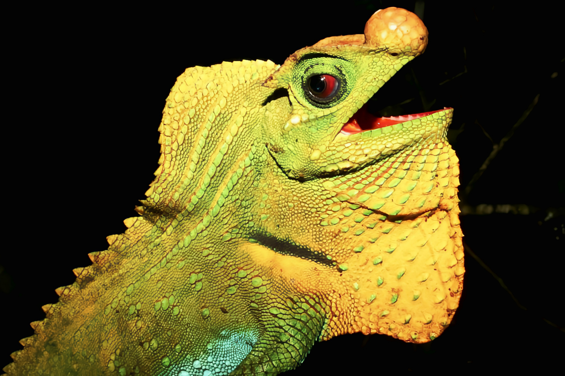 每天认识一种动物——琴头蜥 琴头蜥是斯里兰卡特有物种濒临灭绝.