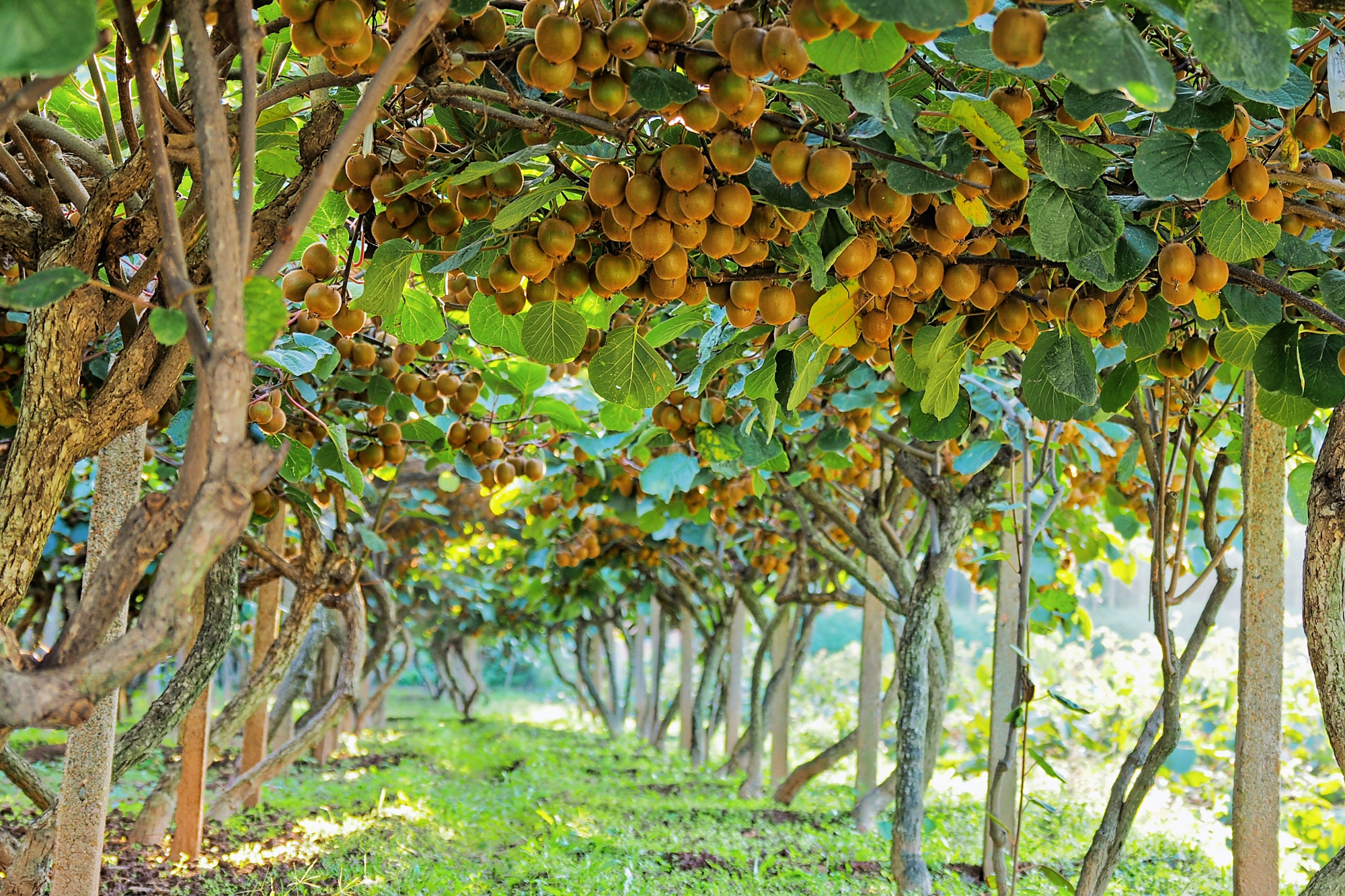 无需远去眉县,宝鸡姜谭路有个猕猴桃示范园
