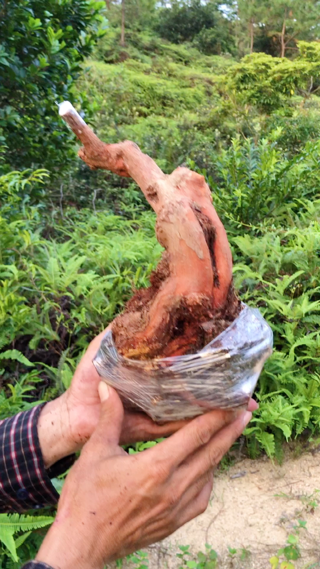 桃金娘盆景小精品