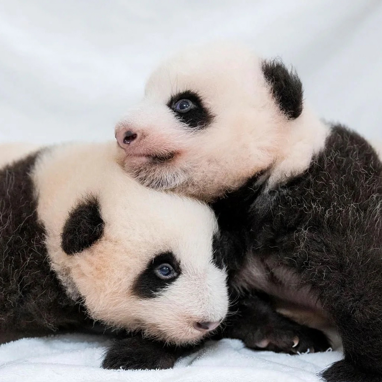 22官方更新暴风成长的爱宝双胞胎,7月7日诞生的小宝宝们77天了,眼睛好