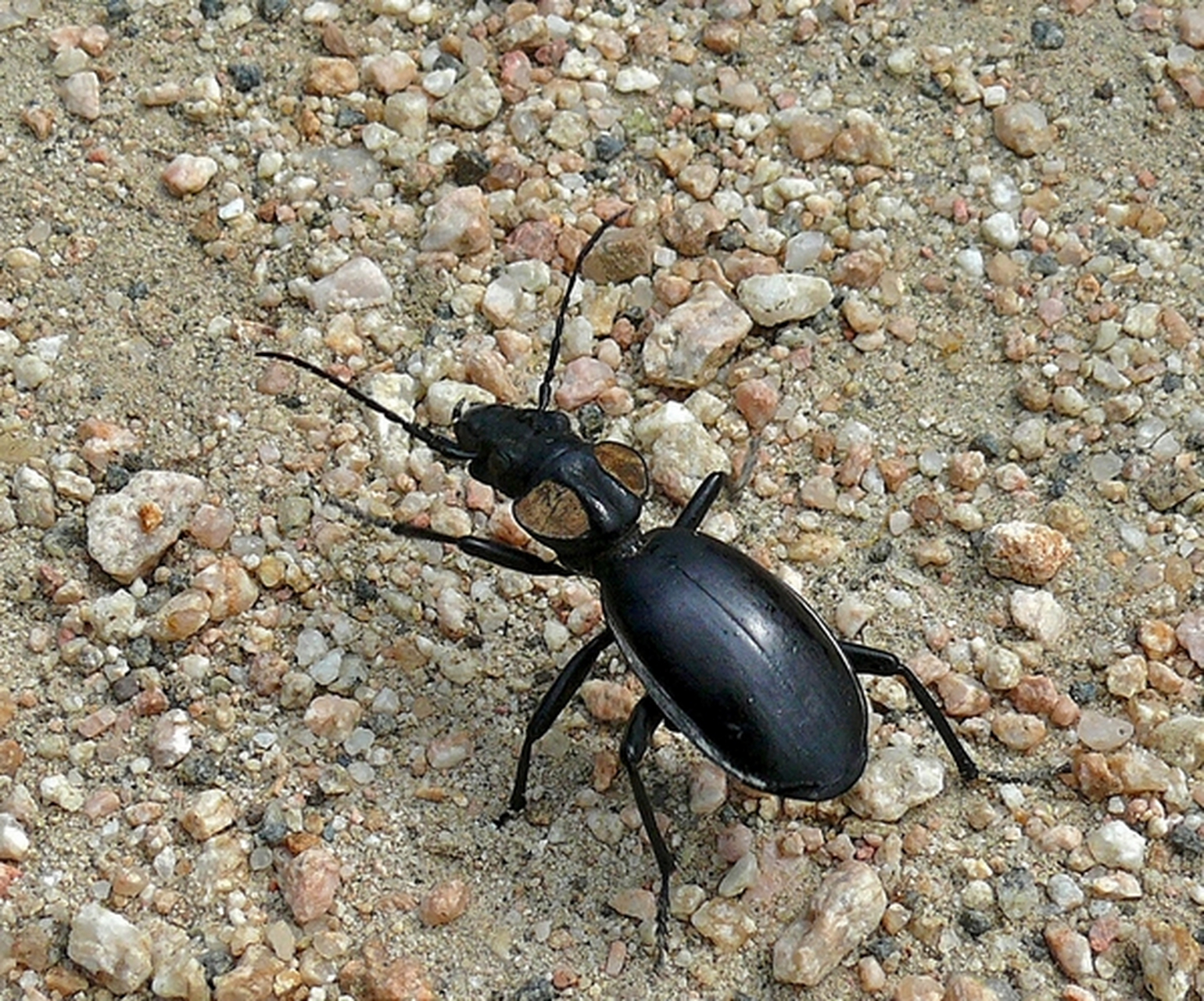 每天认识一种昆虫——双斑气步甲 双斑气步甲是甲虫家族最危险的成员