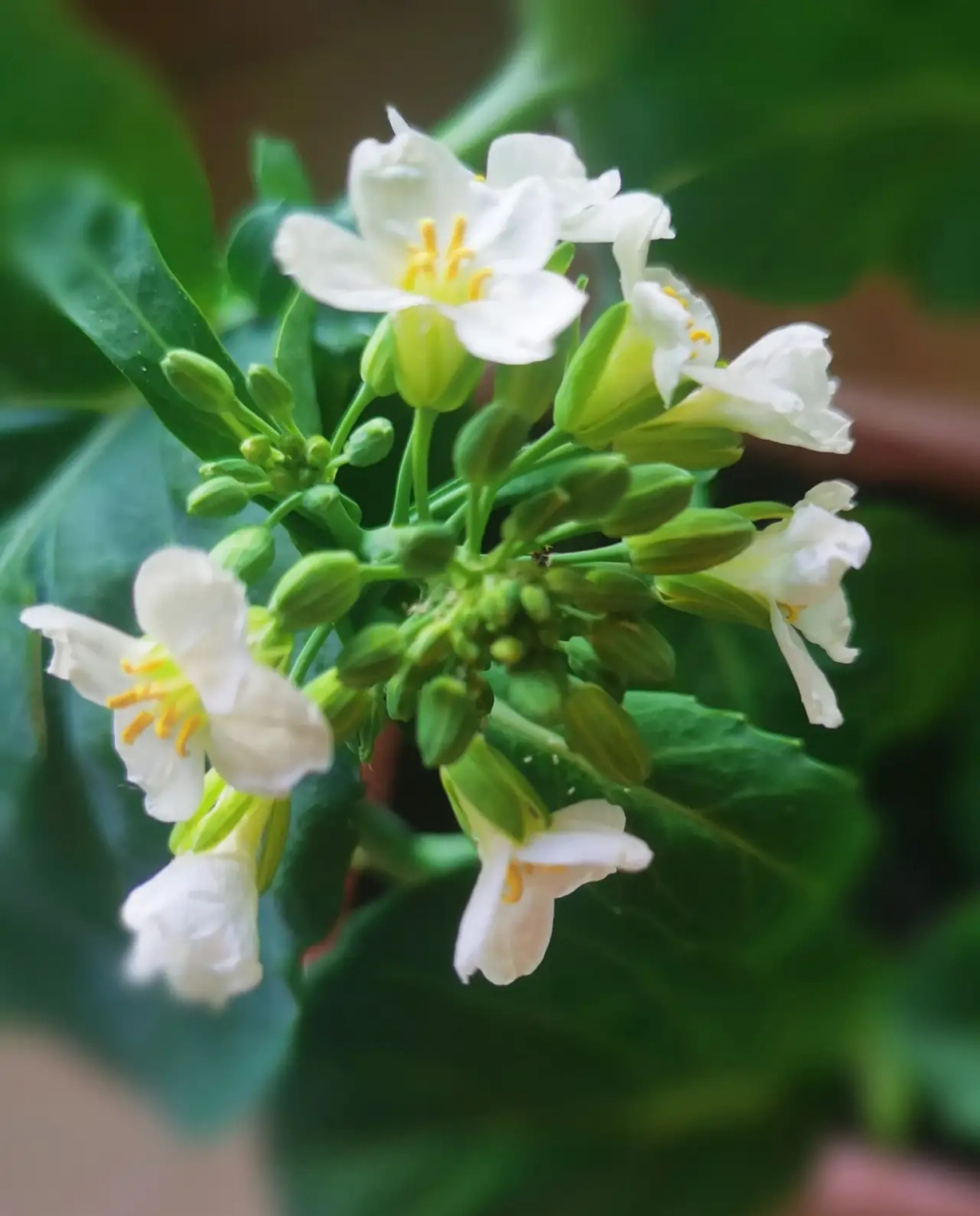 芥兰花  自家阳台绿植画  亭亭玉立芥蓝花  清新洁