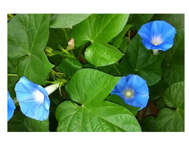牵牛花叶子的形状