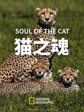 《 猫之魂》最早传奇什么时候开始